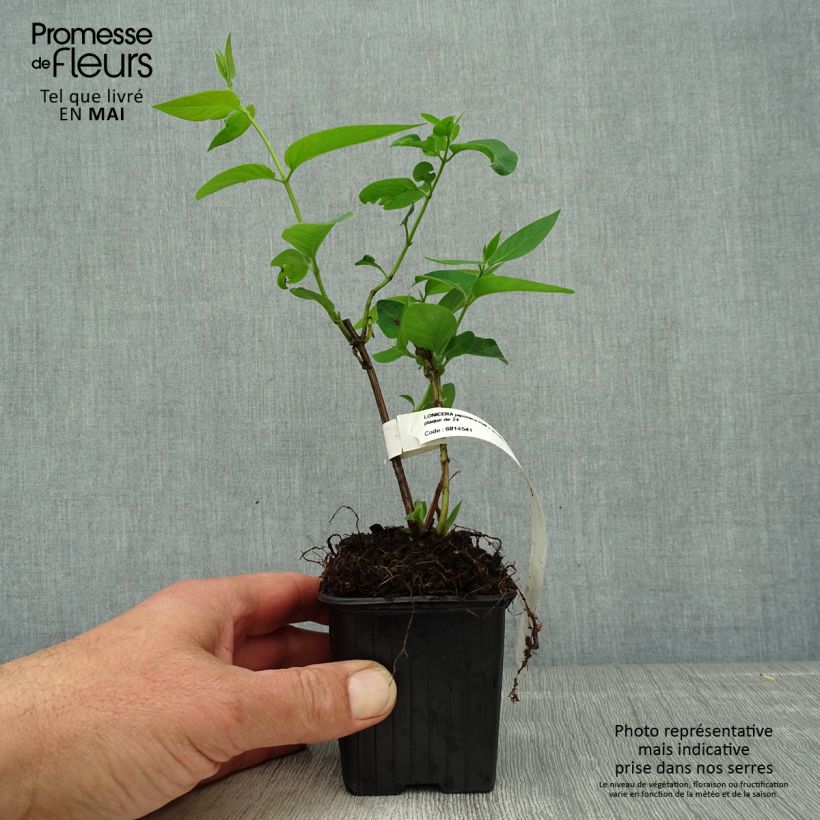 Exemplar von Lonicera japonica Hall's Prolific - Japanisches Geißblatt Kleine Töpfe von 8/9 cm wie im Frühjahr geliefert