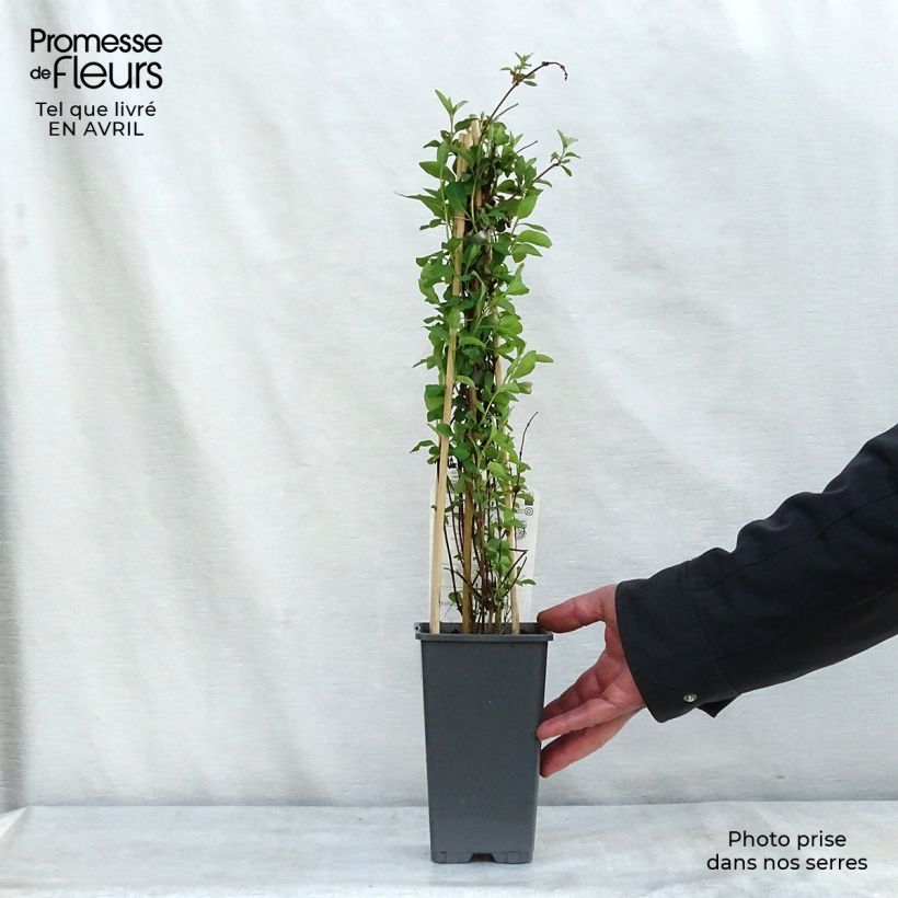 Exemplar von Lonicera heckrottii Gold Flame - Feuer-Geißblatt Topf mit 2L/3L wie im Frühjahr geliefert