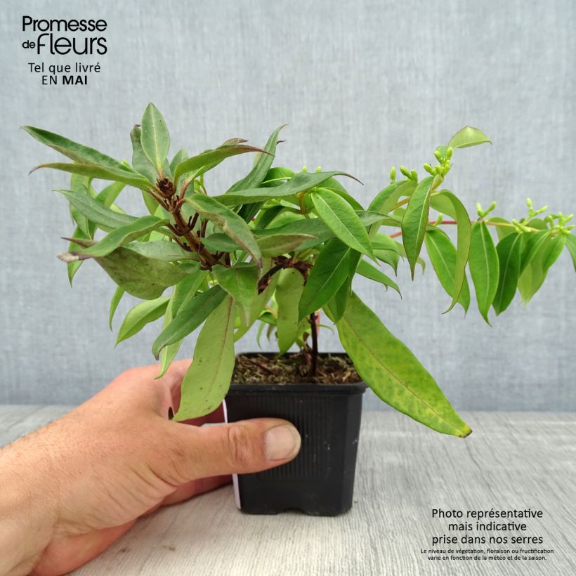 Exemplar von Lonicera henryi Marinella - Immergrünes Geißblatt Kleine Töpfe von 8/9 cm wie im Frühjahr geliefert