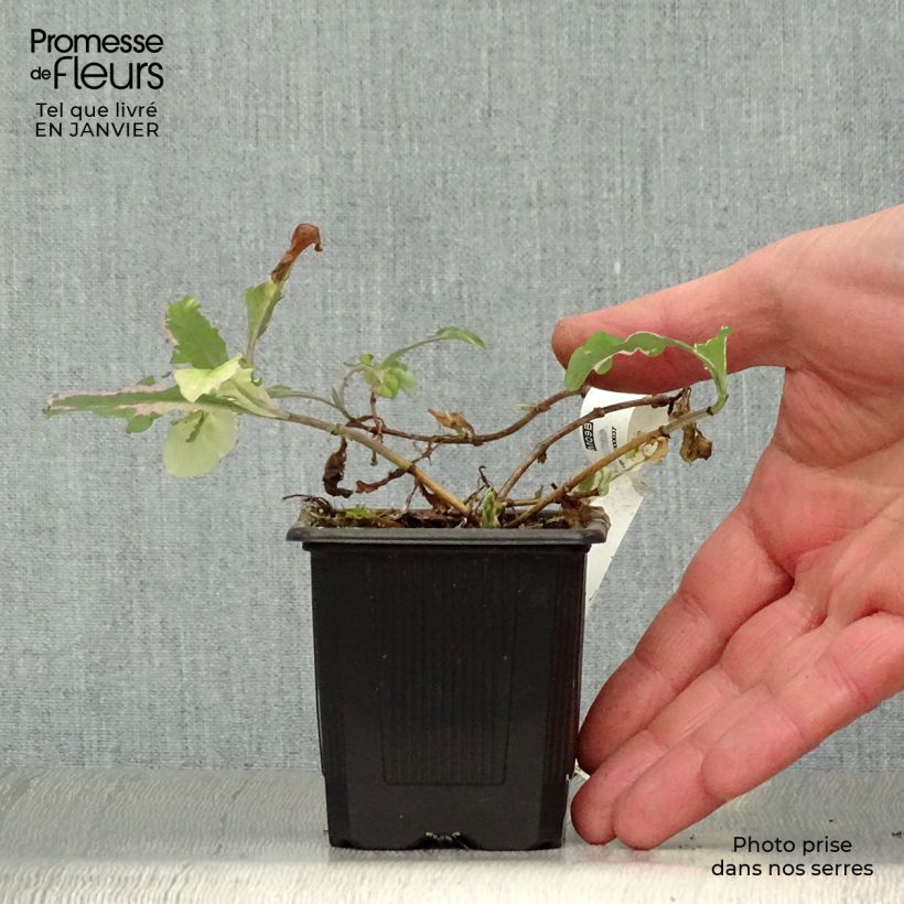 Exemplar von Lonicera Harlequin - Wald-Geißschlinge Kleine Töpfe von 8/9 cm wie im Winter geliefert