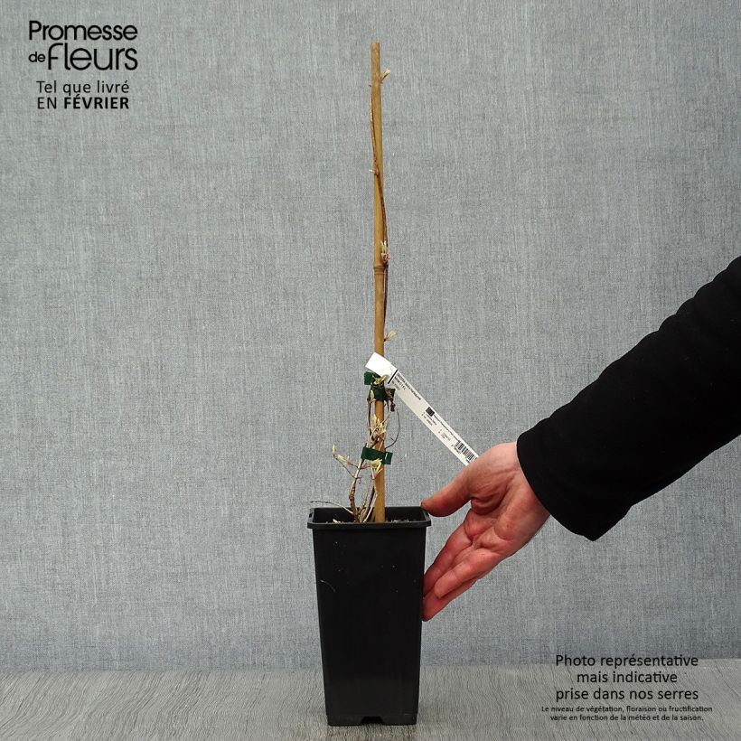 Exemplar von Lonicera Harlequin - Wald-Geißschlinge Topf mit 1,5L/2L wie im Winter geliefert