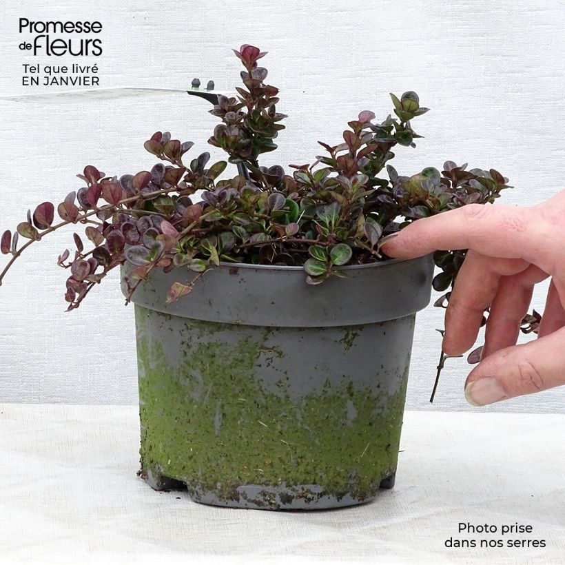 Exemplar von Lonicera crassifolia Little Honey - Kriechende Heckenkirsche Topf mit 2L/3L wie im Winter geliefert