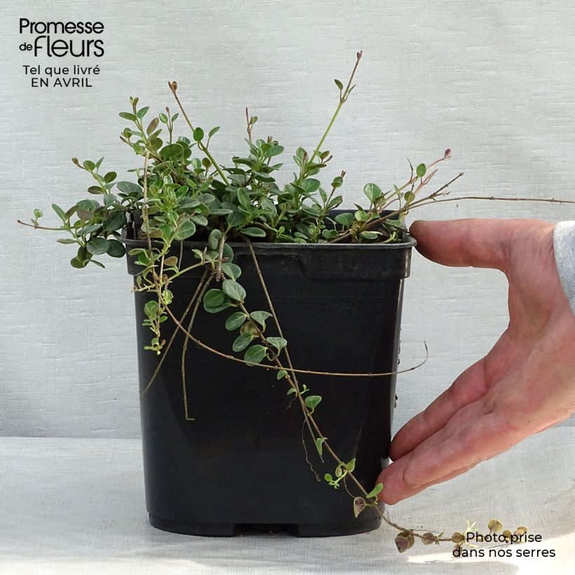 Exemplar von Lonicera crassifolia Little Honey - Kriechende Heckenkirsche Topf mit 2L/3L wie im Frühjahr geliefert