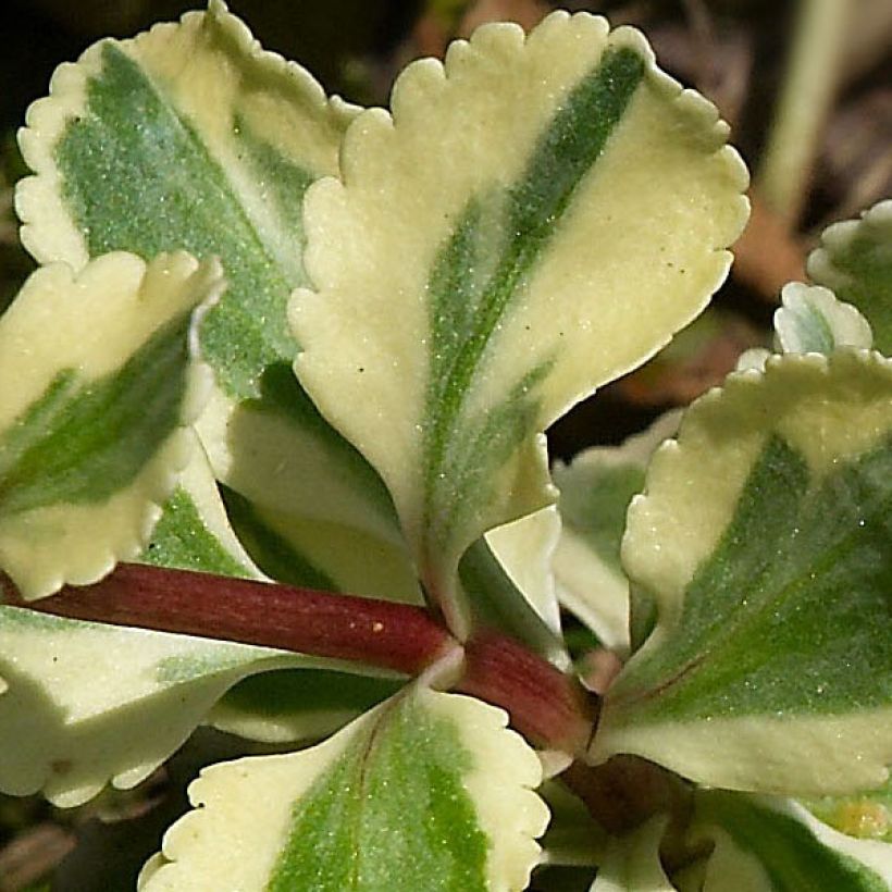 Chiastophyllum oppositifolium Variegatum - Walddickblatt (Laub)