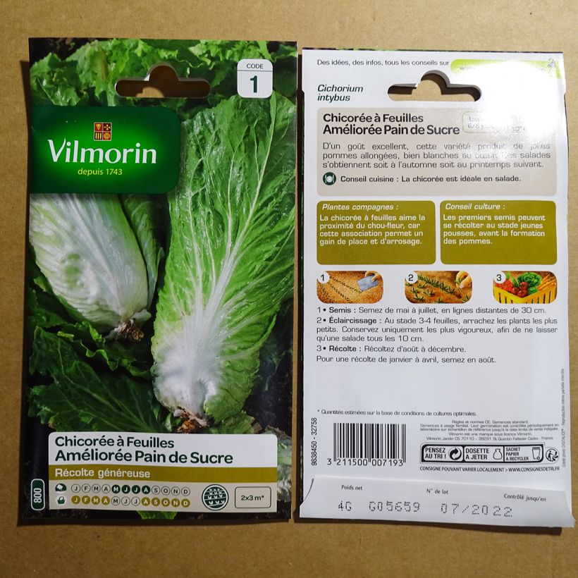 Beispiel eines Exemplars von Blattzichorie à larges feuilles Améliorée Pain de Sucre - Vilmorin die Tüte mit 2400 Samen (4g) wie geliefert