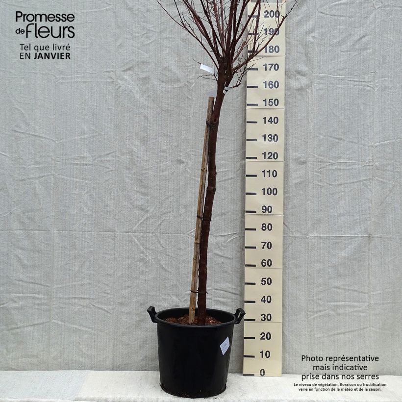 Exemplar von Chilopsis linearis Burgundy - Wüstenweide Topf mit 30L/35L wie im Winter geliefert
