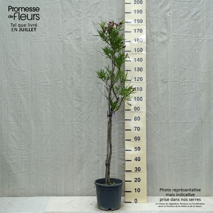 Exemplar von Chilopsis linearis - Wüstenweide Topf mit 12L/15L wie im Sommer geliefert