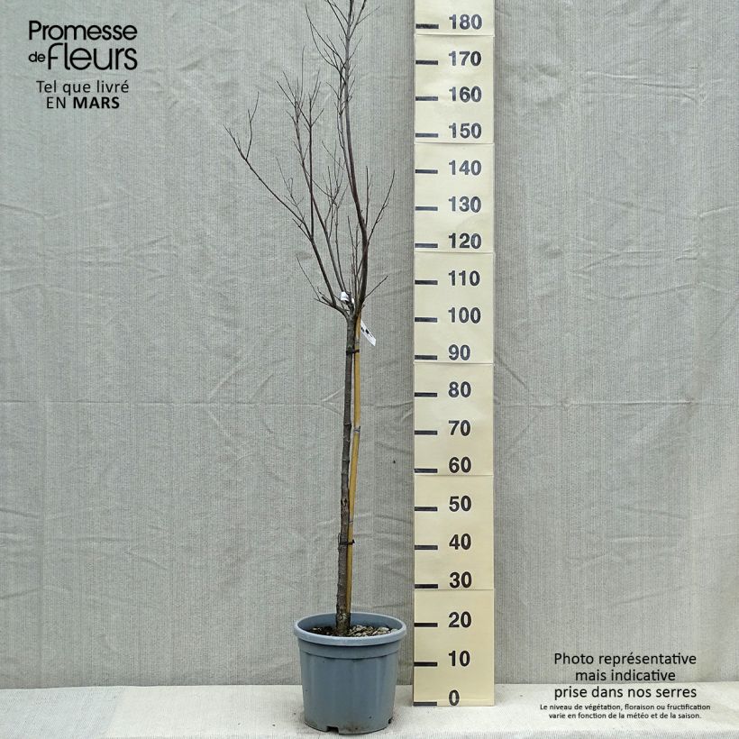 Exemplar von Chilopsis linearis - Wüstenweide Topf mit 12L/15L wie im Frühjahr geliefert