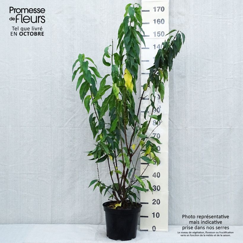 Exemplar von Chimonanthus praecox Grandiflorus - Winterblume Topf mit 7,5L/10L wie im Herbst geliefert