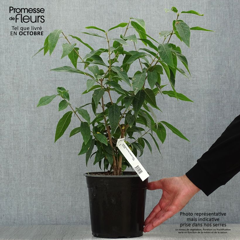 Exemplar von Chimonanthus praecox Grandiflorus - Winterblume Topf mit 4L/5L wie im Herbst geliefert