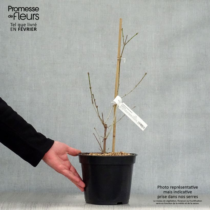 Exemplar von Chimonanthus praecox Grandiflorus - Winterblume Topf mit 4L/5L wie im Winter geliefert