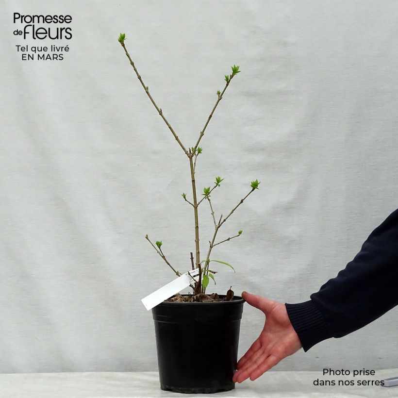 Exemplar von Chimonanthus praecox Grandiflorus - Winterblume Topf mit 4L/5L, Strauch wie im Frühjahr geliefert