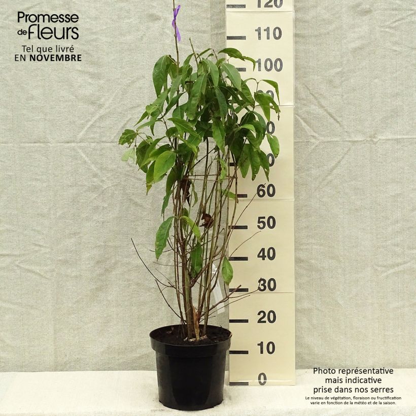 Exemplar von Chimonanthus praecox - Winterblume Topf mit 7,5L/10L wie im Herbst geliefert
