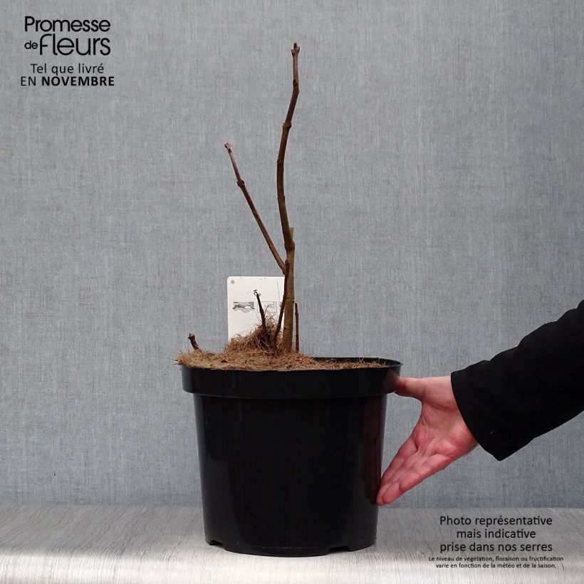 Exemplar von Chionanthus virginicus - Virginischer Schneeflockenstrauch Topf mit 4L/5L wie im Herbst geliefert