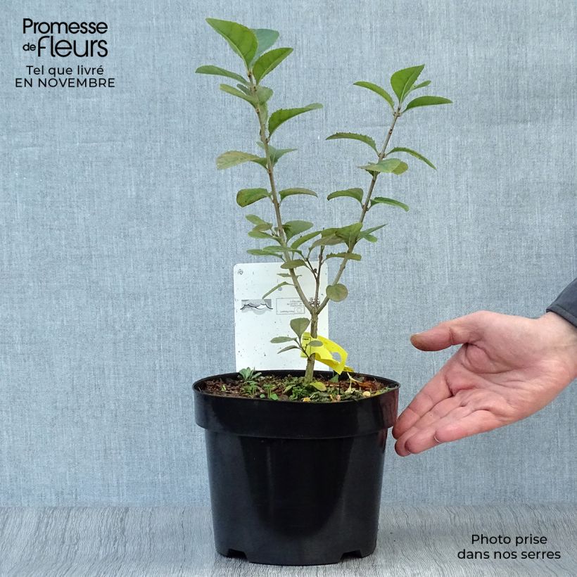 Exemplar von Chionanthus retusus - Chinesischer Schneeflockenstrauch Topf mit 3L/4L wie im Herbst geliefert