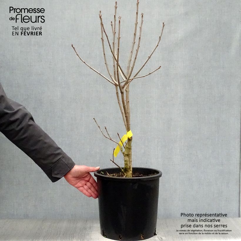 Exemplar von Chionanthus virginicus - Virginischer Schneeflockenstrauch Topf mit 12L/15L wie im Winter geliefert