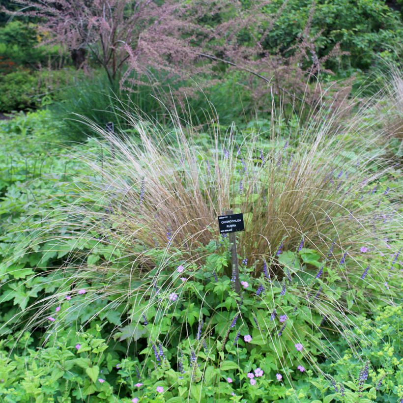 Chionochloa rubra - Tussock-Gras (Hafen)
