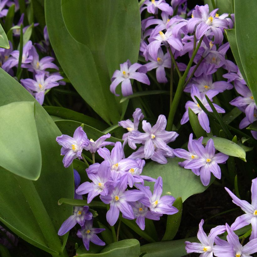 Chionodoxa forbesii Violet Beauty - Schneestolz (Hafen)