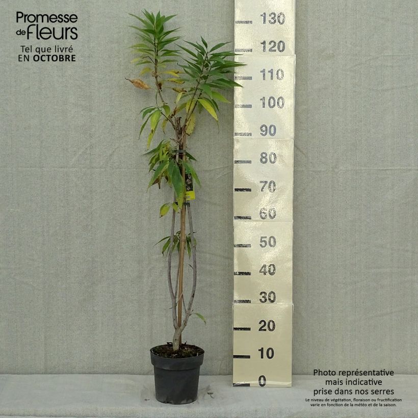 Exemplar von Chitalpa tashkentensis Summer Bells - Baumoleander Topf mit 2L/3L wie im Herbst geliefert
