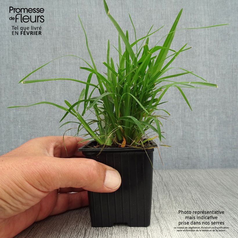 Exemplar von Chloris distichophylla Kleine Töpfe von 8/9 cm wie im Herbst geliefert