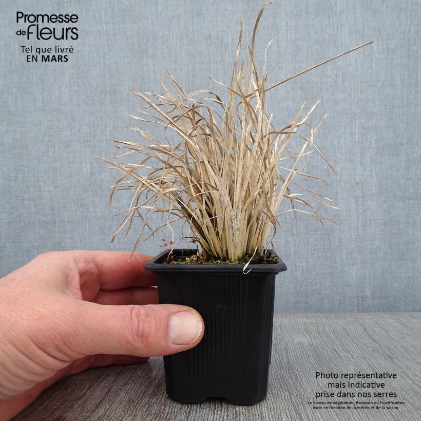 Exemplar von Chloris virgata Kleine Töpfe von 8/9 cm wie im Winter geliefert