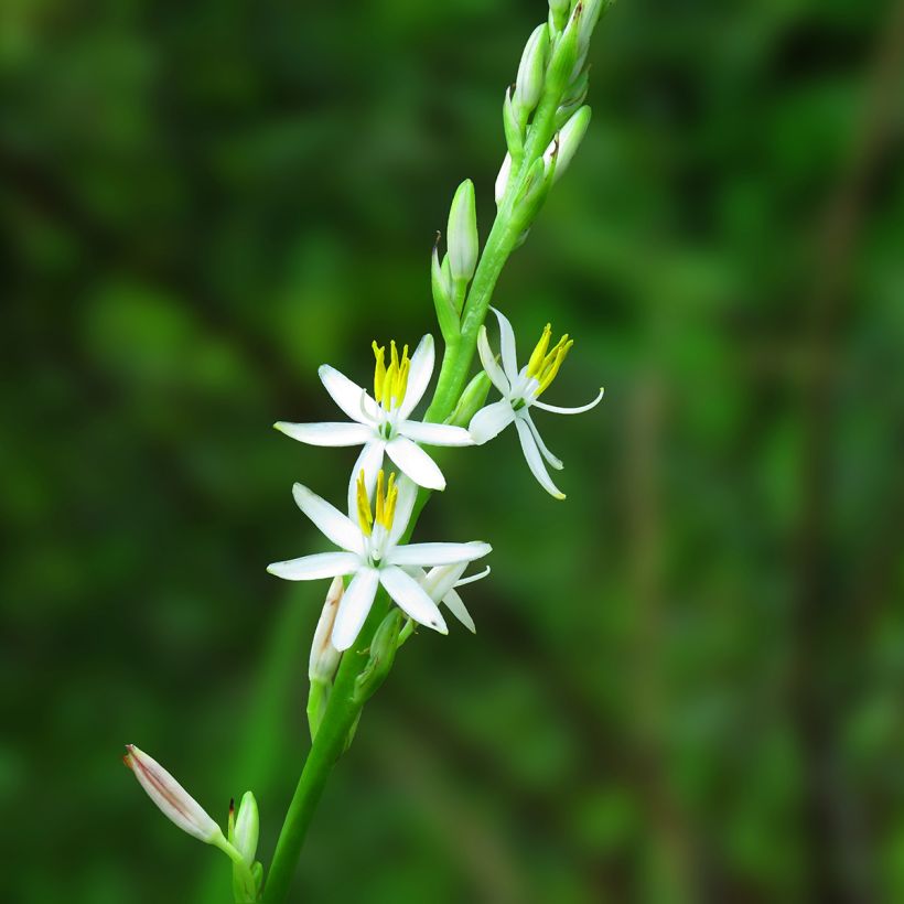 Chlorophytum nepalense - Grünlilie (Blüte)