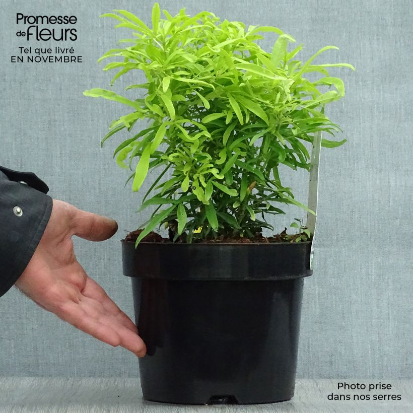 Exemplar von Orangenblume Aztec Gold - Choisya ternata Topf mit 2L/3L wie im Herbst geliefert