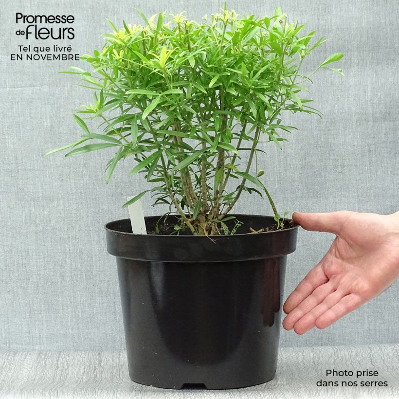 Exemplar von Orangenblume Aztec Gold - Choisya ternata Topf mit 7,5L/10L wie im Herbst geliefert