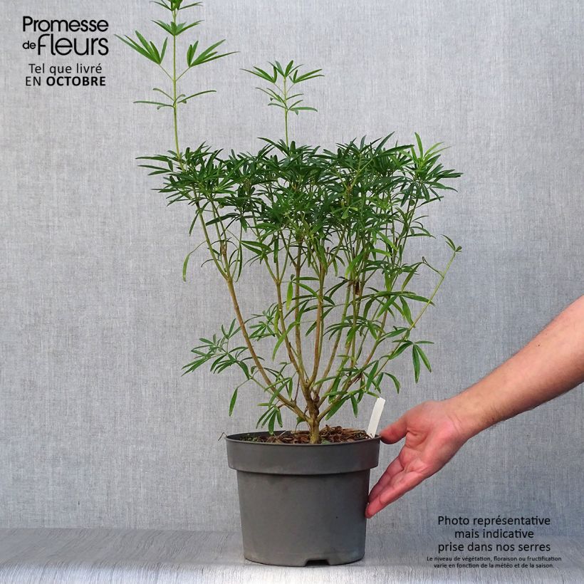 Exemplar von Orangenblume Aztec Pearl - Choisya ternata Topf mit 4L/5L wie im Herbst geliefert