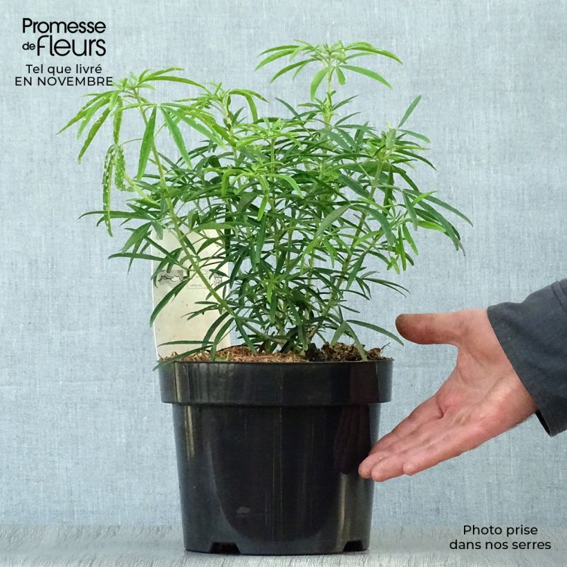 Exemplar von Orangenblume Aztec Pearl - Choisya ternata Topf mit 2L/3L wie im Herbst geliefert