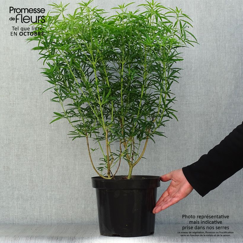 Exemplar von Orangenblume Aztec Pearl - Choisya ternata Topf mit 7,5L/10L wie im Herbst geliefert