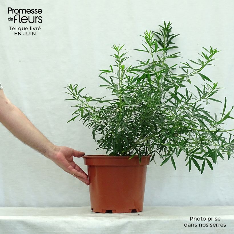 Exemplar von Orangenblume Aztec Pearl - Choisya ternata Topf mit 7,5L/10L wie im Sommer geliefert