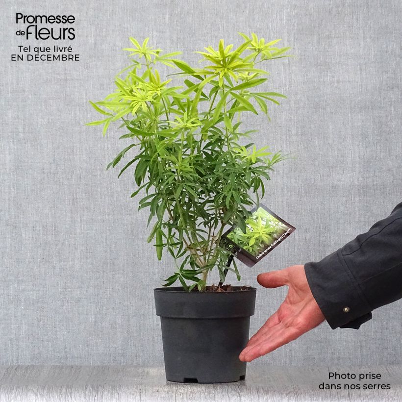 Exemplar von Orangenblume Goldfinger - Choisya ternata Topf mit 1,5L/2L wie im Winter geliefert