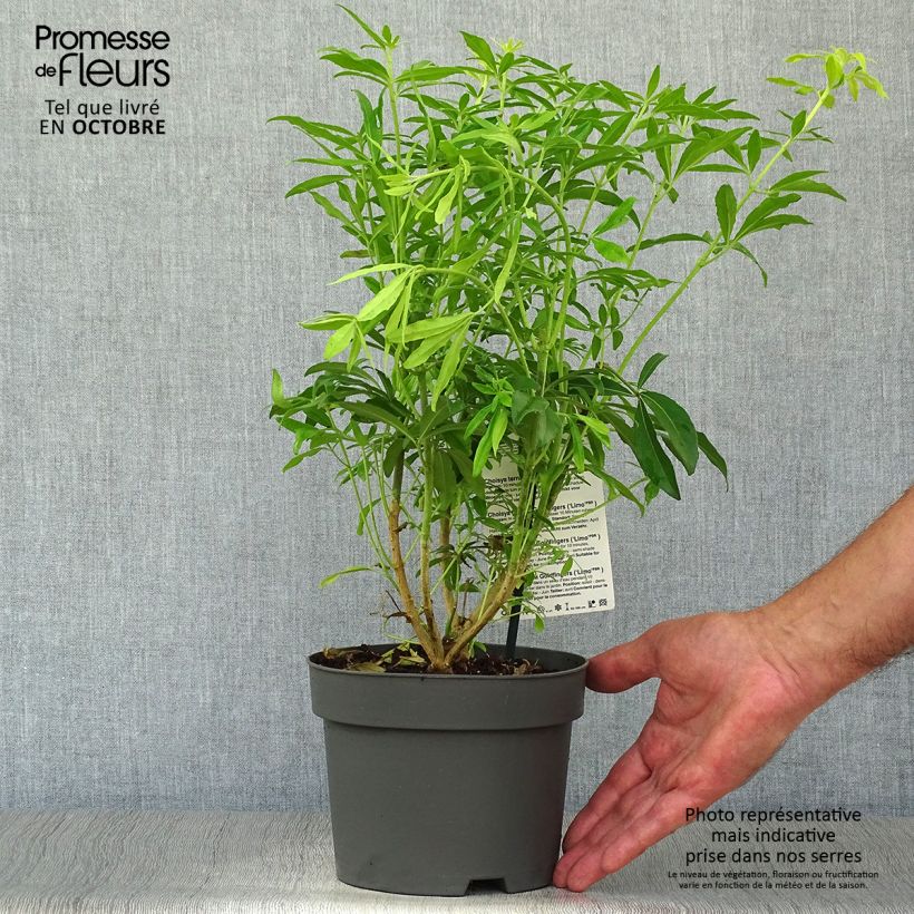 Exemplar von Orangenblume Goldfinger - Choisya ternata Topf mit 1,5L/2L wie im Herbst geliefert