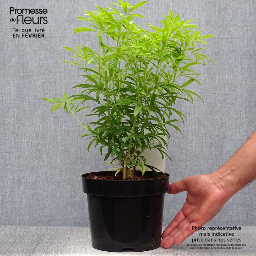 Exemplar von Orangenblume Goldfinger - Choisya ternata Topf mit 3L/4L wie im Herbst geliefert