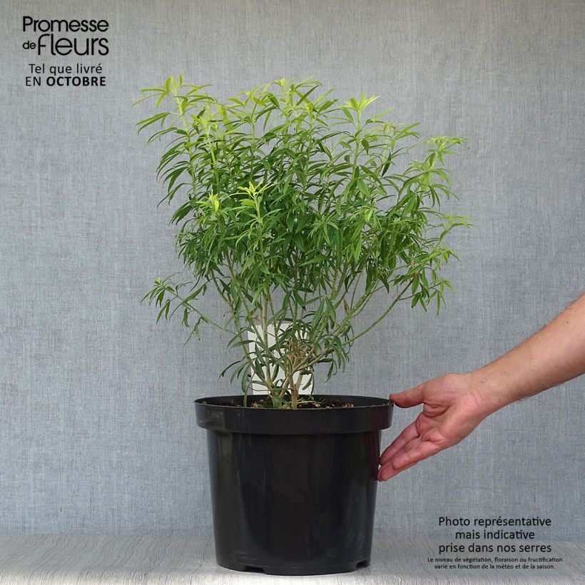Exemplar von Orangenblume Goldfinger - Choisya ternata Topf mit 7,5L/10L wie im Herbst geliefert