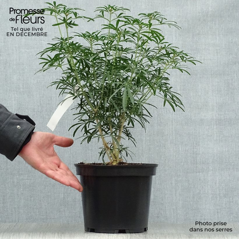 Exemplar von Orangenblume Scented Gem - Choisya ternata Topf mit 2L/3L wie im Winter geliefert