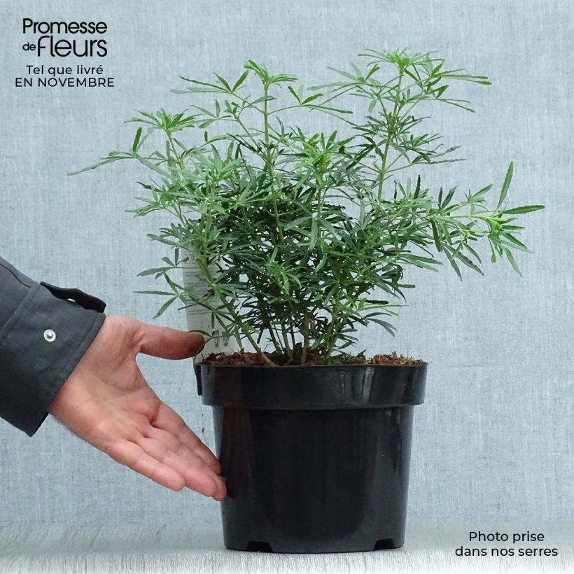Exemplar von Orangenblume White Dazzler - Choisya ternata Topf mit 7,5L/10L wie im Herbst geliefert