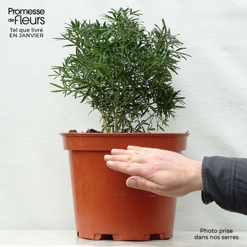 Exemplar von Orangenblume White Dazzler - Choisya ternata Topf mit 7,5L/10L wie im Winter geliefert