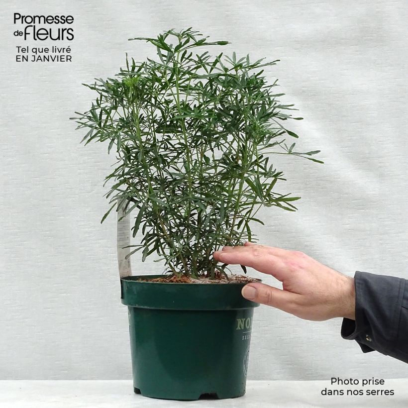 Exemplar von Orangenblume White Dazzler - Choisya ternata Topf mit 2L/3L wie im Winter geliefert