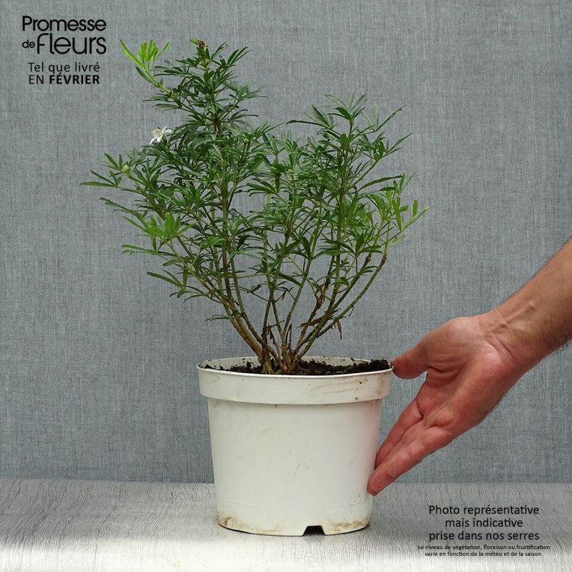 Exemplar von Orangenblume White Dazzler - Choisya ternata Topf mit 2L/3L wie im Herbst geliefert