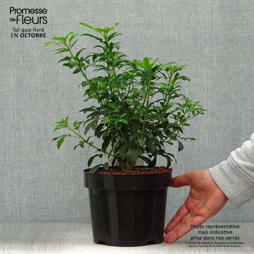 Exemplar von Orangenblume - Choisya ternata Topf mit 2L/3L wie im Herbst geliefert