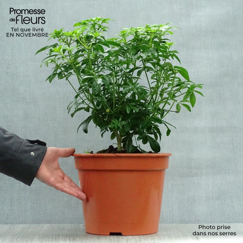 Exemplar von Orangenblume - Choisya ternata Topf mit 7,5L/10L wie im Herbst geliefert