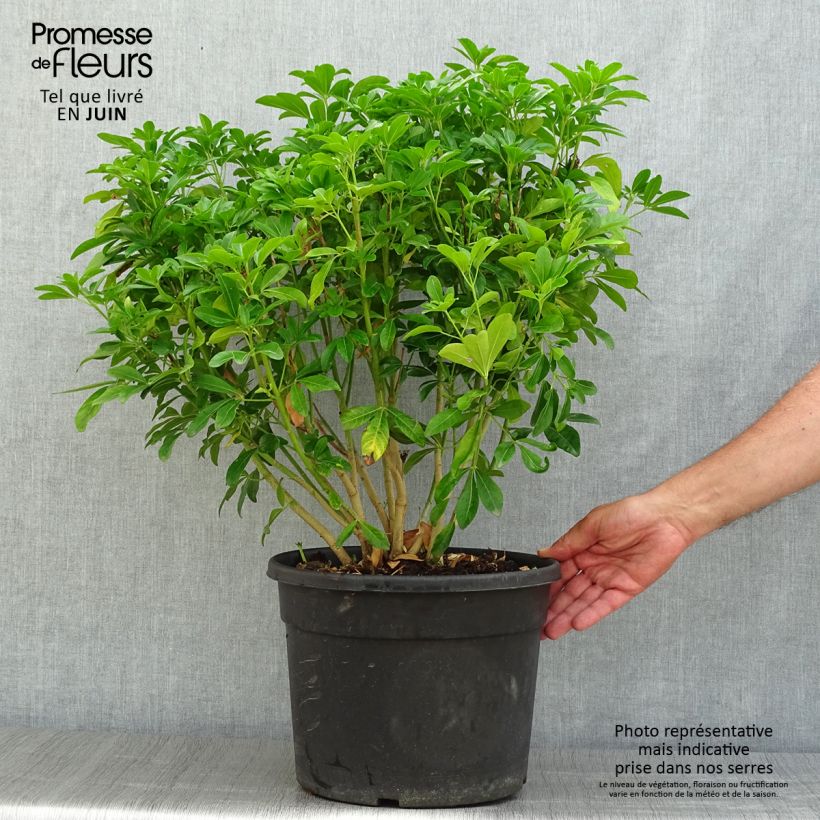 Exemplar von Orangenblume - Choisya ternata Topf mit 7,5L/10L wie im Sommer geliefert