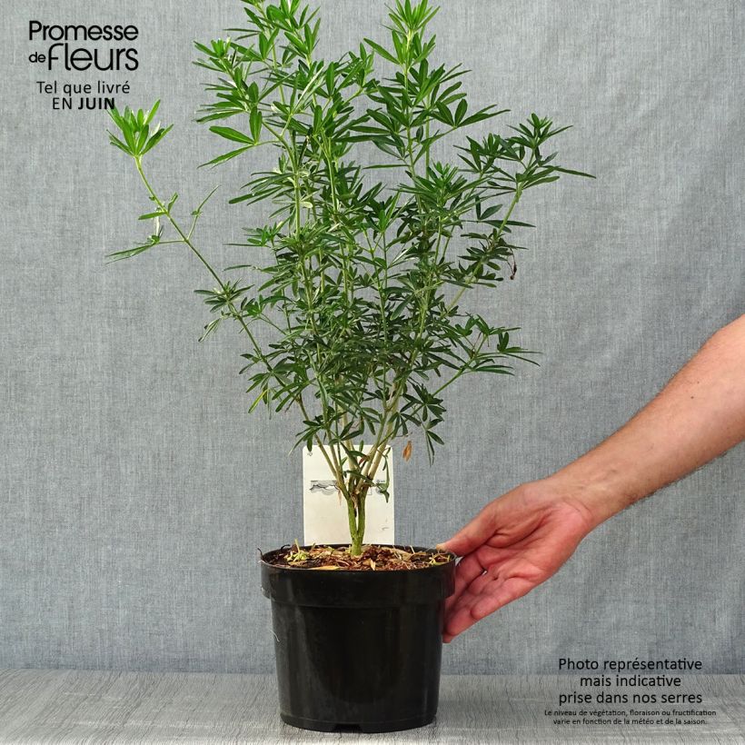 Exemplar von Orangenblume Snow Flurries - Choisya ternata Topf mit 2L/3L wie im Sommer geliefert