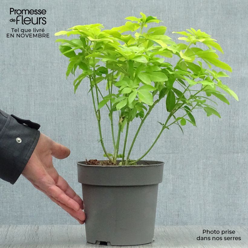 Exemplar von Orangenblume Sundance - Choisya ternata Topf mit 2L/3L wie im Herbst geliefert