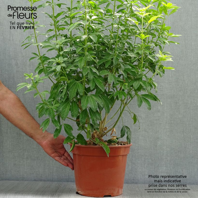 Exemplar von Orangenblume Sundance - Choisya ternata Topf mit 7,5L/10L wie im Herbst geliefert
