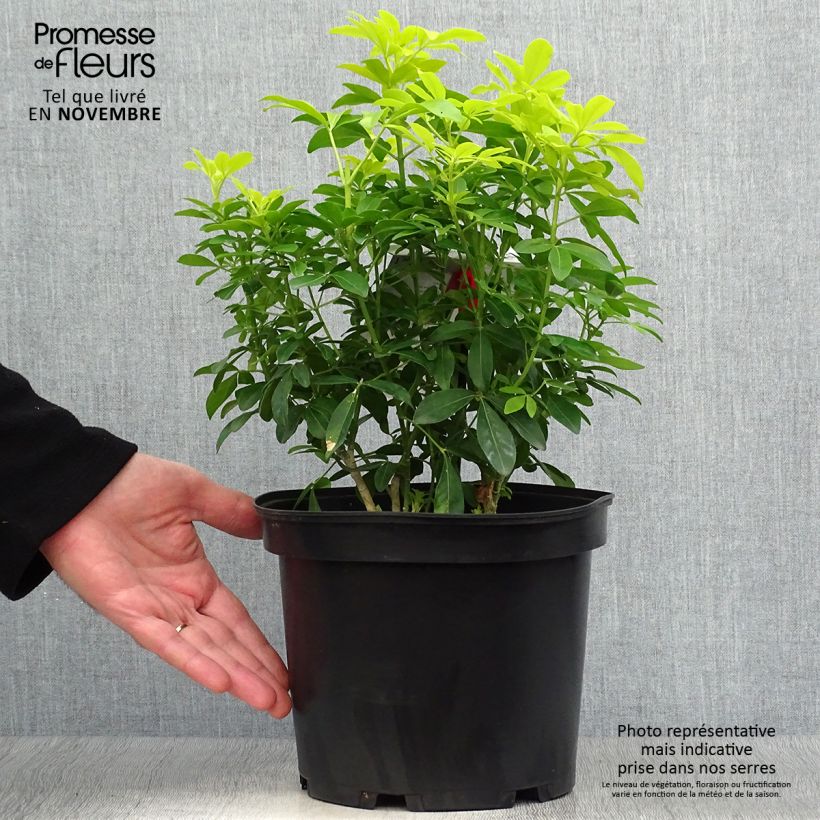 Exemplar von Orangenblume Sundance - Choisya ternata Topf mit 4L/5L wie im Herbst geliefert