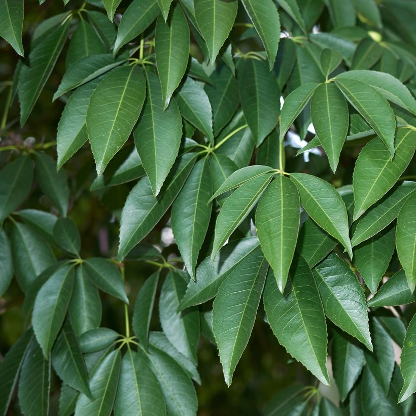 Ceiba speciosa - Florettseidenbaum (Laub)