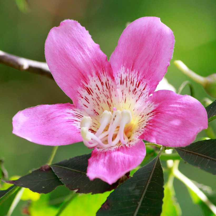 Ceiba speciosa - Florettseidenbaum (Blüte)